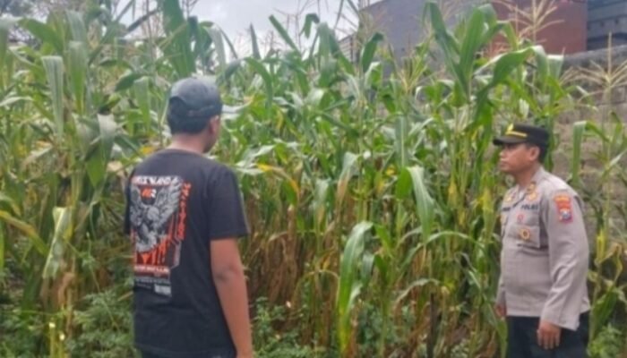 Dukung Ketahanan Pangan, Bhabinkamtibmas Polsek Gambiran Pantau Panen Jagung Warga di Desa Purwodadi