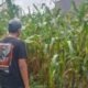 Dukung Ketahanan Pangan, Bhabinkamtibmas Polsek Gambiran Pantau Panen Jagung Warga di Desa Purwodadi