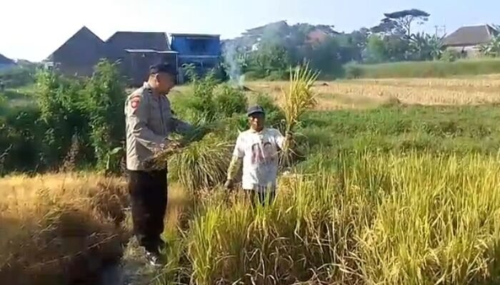 Bhabinkamtibmas Polsek Prigen Bersama Petani Rawat Lahan Padi Dukung Ketahanan Pangan Nasional