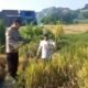 Bhabinkamtibmas Polsek Prigen Bersama Petani Rawat Lahan Padi Dukung Ketahanan Pangan Nasional