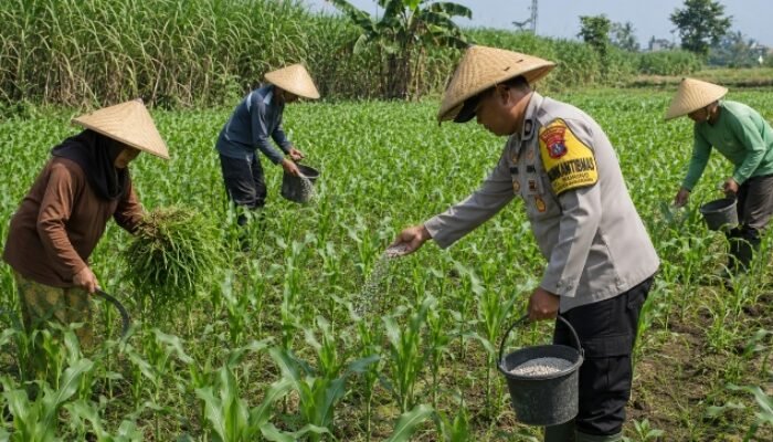 Bhabinkamtibmas Polsek Pasrepan Ikut Awasi Perkembangan Tanaman Jagung Warga