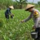 Bhabinkamtibmas Polsek Pasrepan Ikut Awasi Perkembangan Tanaman Jagung Warga