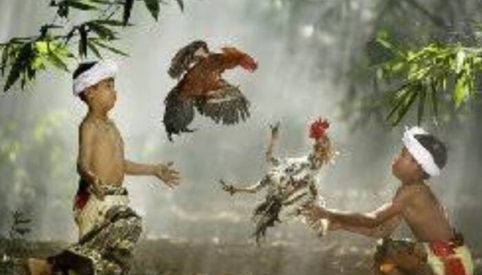 Marak Perjudian Tajen di Jembrana, Ketua Formasi Kecam: Jangan Ada Kongkalikong dan Upeti!