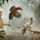 Marak Perjudian Tajen di Jembrana, Ketua Formasi Kecam: Jangan Ada Kongkalikong dan Upeti!