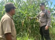 Dari Ladang Olehsari untuk Negeri, Polsek Glagah Kawal Jagung Menuju Swasembada Pangan