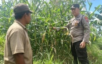 Dari Ladang Olehsari untuk Negeri, Polsek Glagah Kawal Jagung Menuju Swasembada Pangan