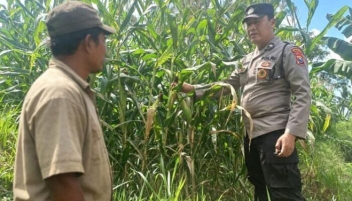 Dari Ladang Olehsari untuk Negeri, Polsek Glagah Kawal Jagung Menuju Swasembada Pangan
