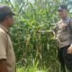 Dari Ladang Olehsari untuk Negeri, Polsek Glagah Kawal Jagung Menuju Swasembada Pangan