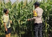Kawal Panen, Jaga Negeri: Polsek Giri Bersama Petani Perkuat Ketahanan Pangan