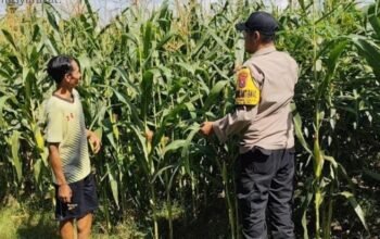 Kawal Panen, Jaga Negeri: Polsek Giri Bersama Petani Perkuat Ketahanan Pangan