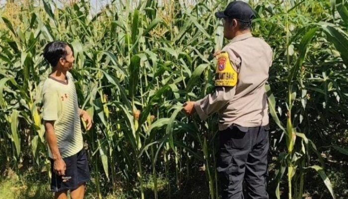 Kawal Panen, Jaga Negeri: Polsek Giri Bersama Petani Perkuat Ketahanan Pangan