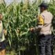 Kawal Panen, Jaga Negeri: Polsek Giri Bersama Petani Perkuat Ketahanan Pangan
