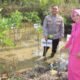 Implementasi Ecology Policing, Polres Trenggalek Tanam Mangrove dan Lepas 100 Tukik