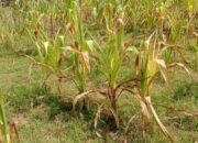 Petani Sumber Wangi Wonosobo Tuntut Ganti Rugi Akibat Gagal Panen, K Blok Wonosobo Disorot