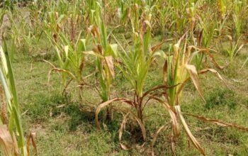 Petani Sumber Wangi Wonosobo Tuntut Ganti Rugi Akibat Gagal Panen, K Blok Wonosobo Disorot