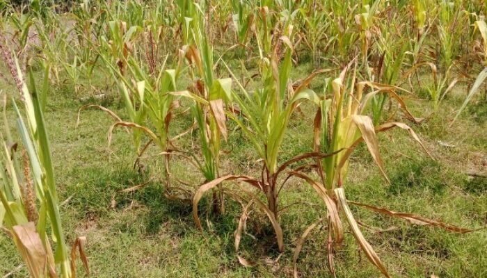 Petani Sumber Wangi Wonosobo Tuntut Ganti Rugi Akibat Gagal Panen, K Blok Wonosobo Disorot