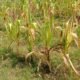Petani Sumber Wangi Wonosobo Tuntut Ganti Rugi Akibat Gagal Panen, K Blok Wonosobo Disorot